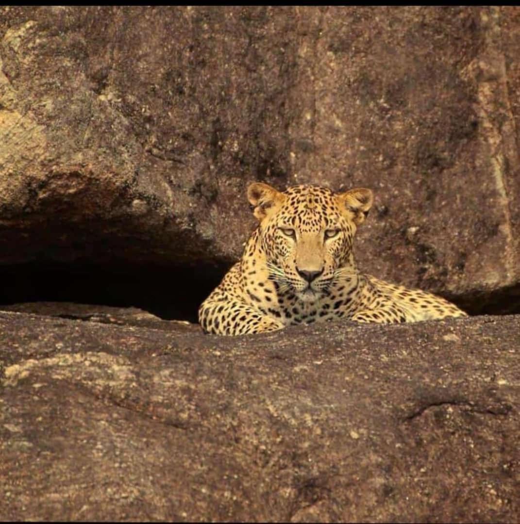The Bagheera Bagh Jawai Hotel Bera Kültér fotó